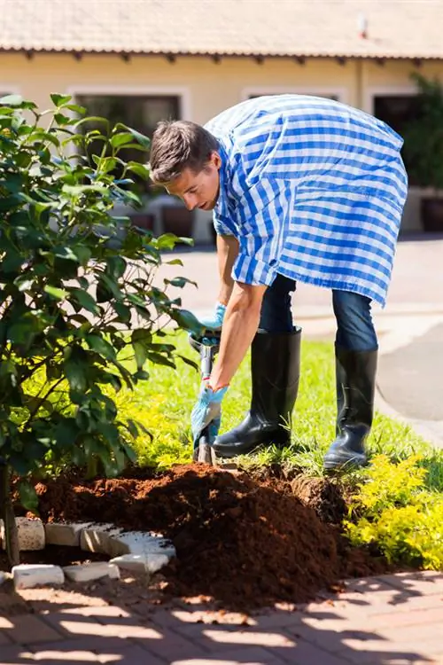 Vellykket transplantasjon av bondens hortensiaer: instruksjoner og tips