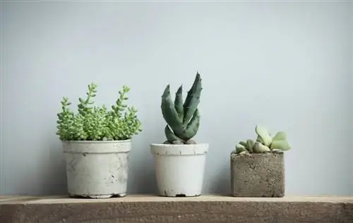 Kışı Echeveria