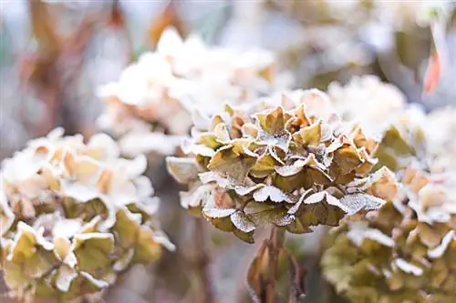 Farm hydrangea winter-proof