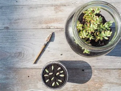 Succulent cuttings