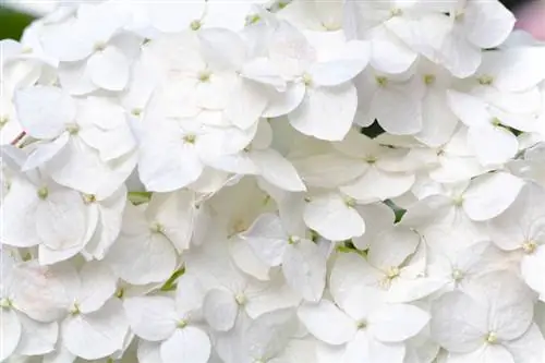 Elegance in the garden: white farmer's hydrangeas as an eye-catcher