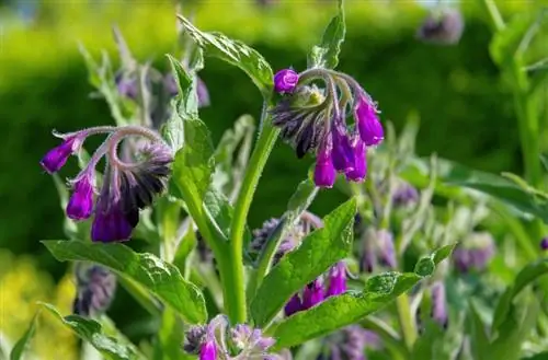 Өөрийн цэцэрлэгт comfrey: Тариалалт, арчилгаатай холбоотой бүх зүйл