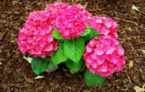 Boerenhortensia's klaarmaken voor de winter