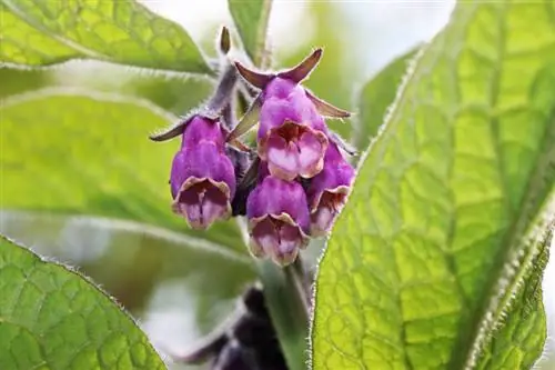 Letame di consolida maggiore: fertilizzante naturale con molti benefici