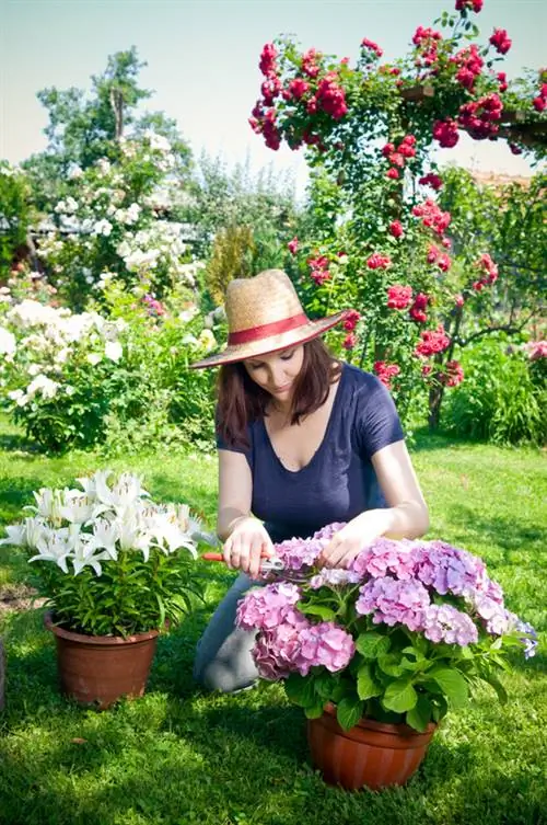 Tuinhortensia's: Plant en versorg hulle suksesvol