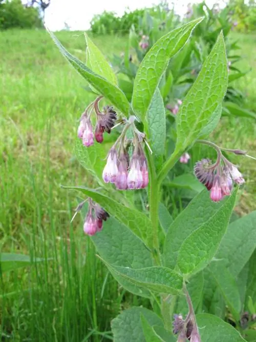 Žāvēts comfrey: kam tas ir īpaši piemērots?