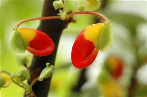 parrot beak plant care