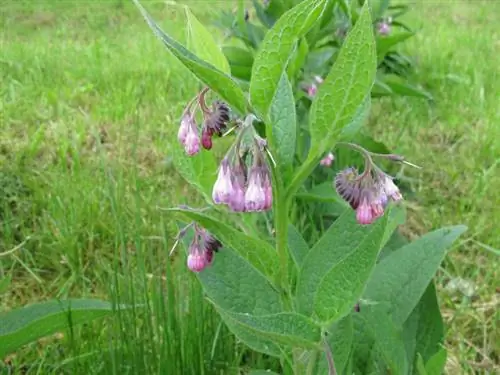 Өөрийн цэцэрлэгт comfrey үржүүлээрэй: Энэ нь ингэж ажилладаг