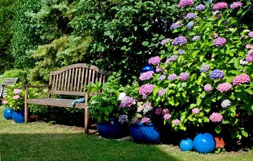 Waar om tuinhortensia te plant