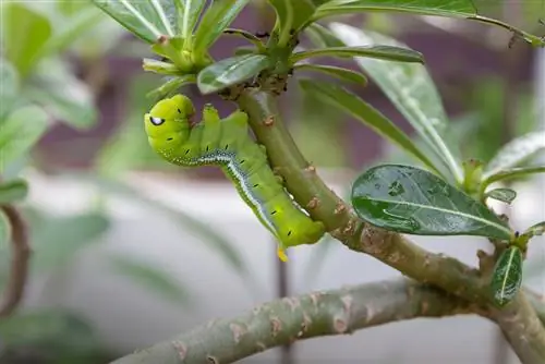 perosak frangipani