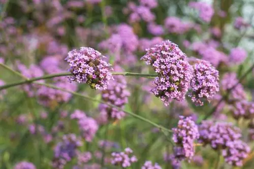 verbena venenosa