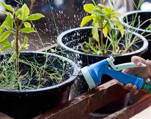 Cuidado exitoso de las hortensias de jardín: ¿a qué debes prestar atención?