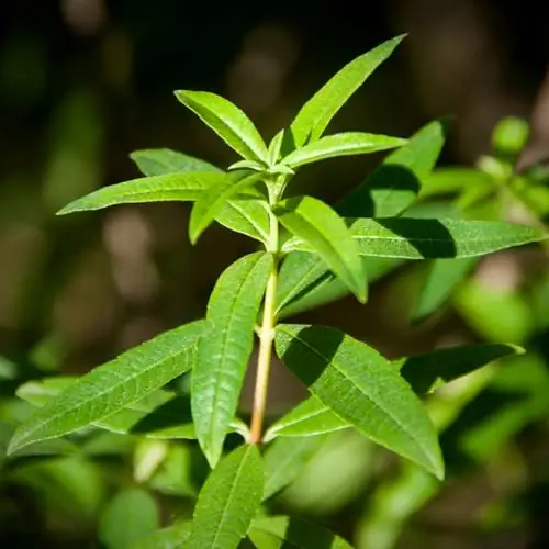 verbena perenne