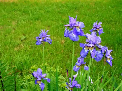 Kupanda irises: eneo, uenezi na vidokezo vya utunzaji