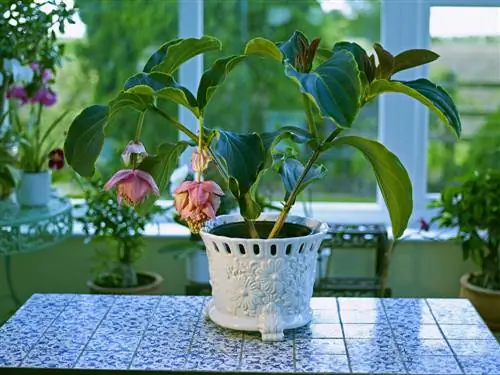 Medinilla magnifica үчүн кам көрүү абдан көп убакытты талап кылат