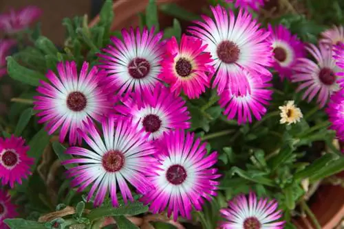 mesembryanthemum crystallinum nega