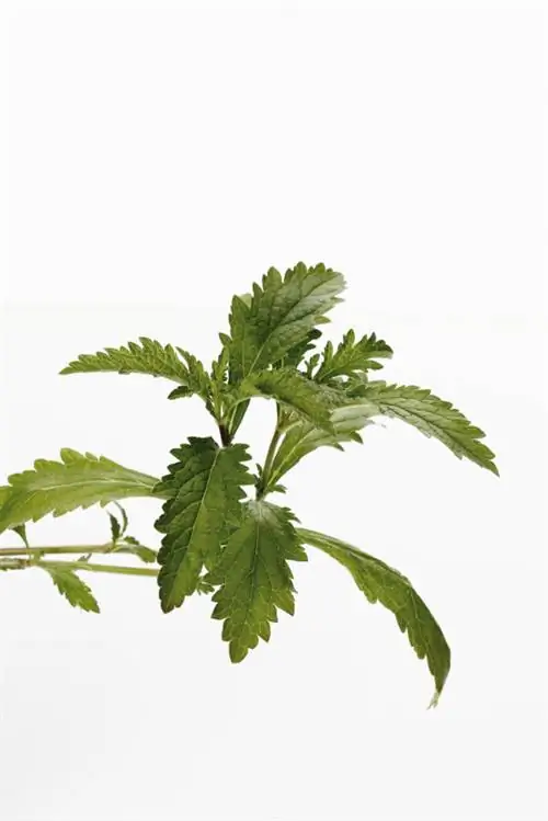 Verbena en flor: Conoce los cuidados de poda ideales