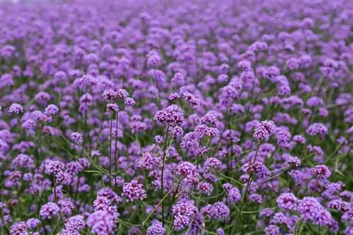 Zorg goed voor verbena: tips voor gezonde planten