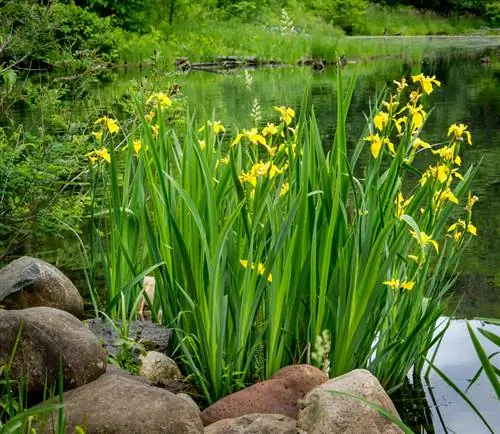 Arrosage, bouture, fertilisation : tout ce dont vous avez besoin pour prendre soin des plants d'iris