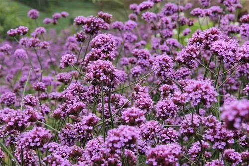 Moltiplicare la verbena: ecco come puoi farlo in pochissimo tempo