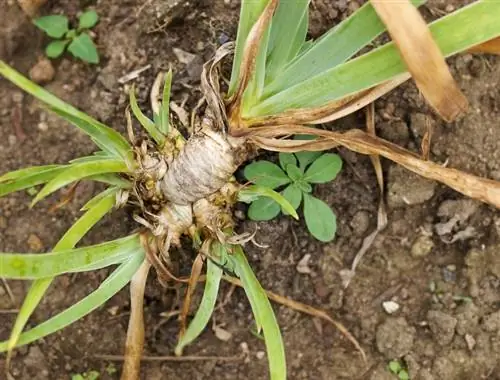 Sikre irisblomstring: forplant ved deling