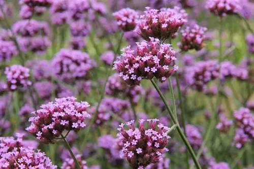 Overwintering verbena: Kwa njia hii itadumu kwa miaka kadhaa