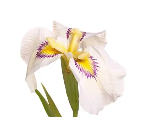 Irises in the garden: cut and propagate correctly