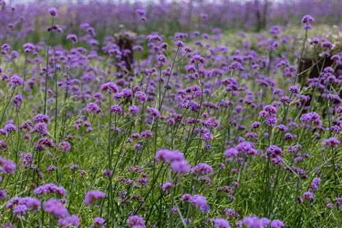 Hardy verbena: tyypit, hoito ja talvehtiminen