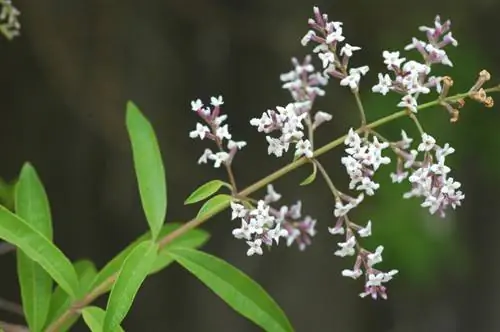 Propager la verveine citronnée