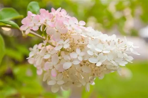 Lokacija Hydrangea paniculata