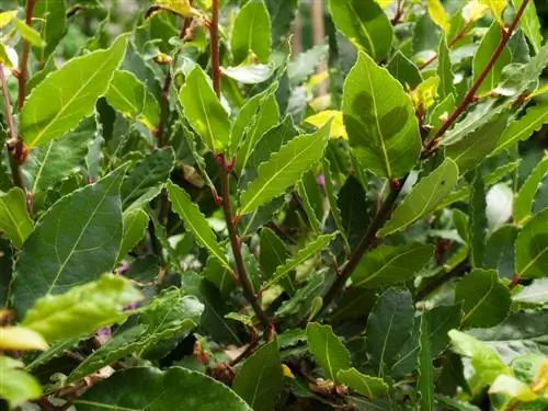 Cura dell'alloro: ecco come il tuo albero di alloro prospera perfettamente