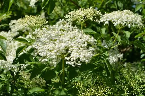 Plantera lämpliga buskar för att skydda dina grannar från integritet