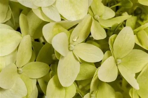 Panicle hortensia õitsemise aeg: sordid ja näpunäited hooldamiseks