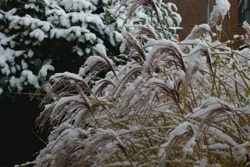 Potplanten als privacyscherm - deze zijn winterhard en ondoorzichtig