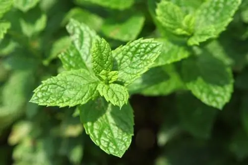 Perawatan mint