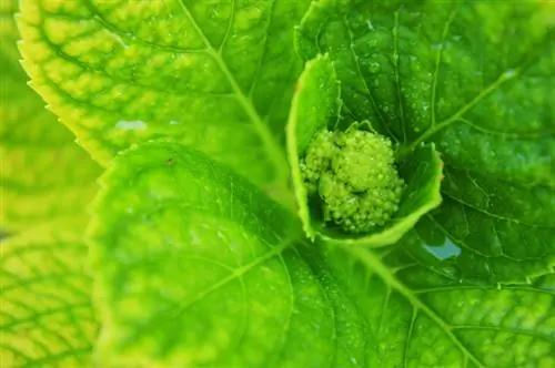 Panicle hortensia gjødsel