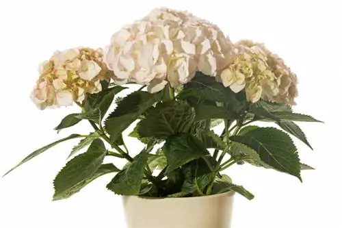 Hydrangea malai dalam pot