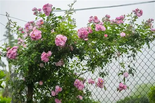 Ano ang itatanim sa chain link fence?