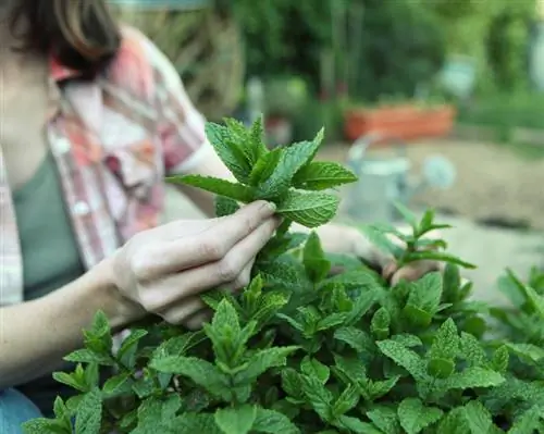 Cortar menta: instrucciones y consejos para cosechas aromáticas