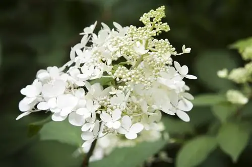 Panicle hydrangea species