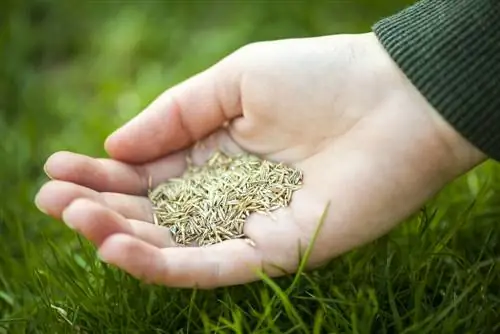 Kazıma ve yeniden tohumlama - çimleriniz için güzellik bakımı