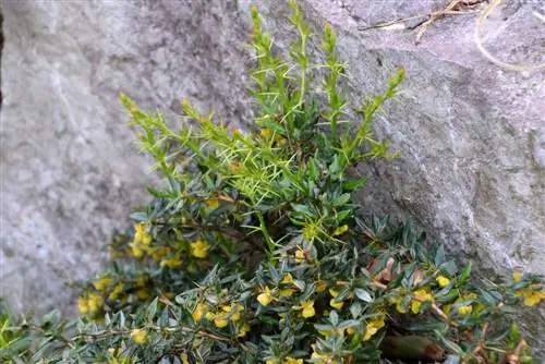 barberry ground cover