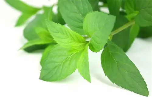 Memanen mint menjadi mudah: tips untuk tukang kebun yang hobi