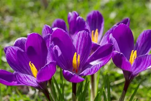 Quand fleurit le crocus ?