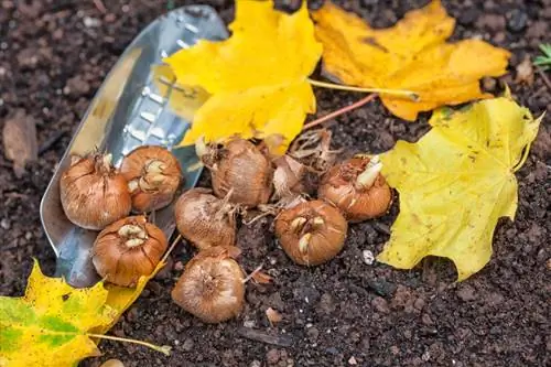 Krokusbollen planten