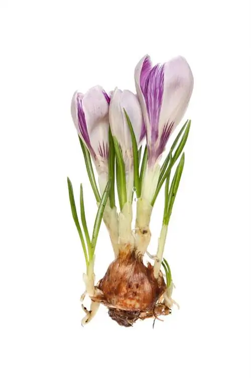 Pembiakan crocus