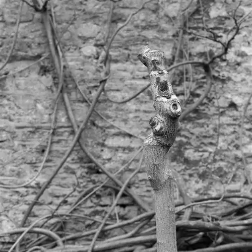 Cut back wisteria radically