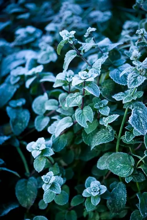 Menta hivernant: com protegir la teva planta de les gelades