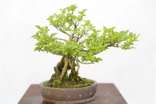 privet bonsai care