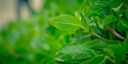 Menta marroquina: així prospera de manera òptima al vostre jardí